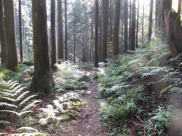 登山道